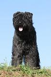 BOUVIER DES FLANDRES 066